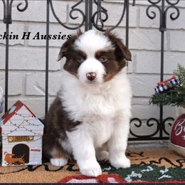 Cassie - Red merle female Miniature Australian Shepherd puppy in Russellville, Arkansas from Rockin H Aussies