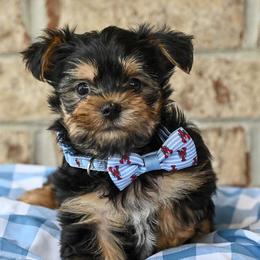Cavalier King Charles Spaniels, Havapoos, Maltipoos, Morkies, and Yorkipoos from Happy Tail Puppies