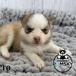 Fiyero - Red and white male Pomsky puppy in Eastman, Georgia from Once Upon A Pomsky