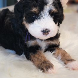 Bernedoodle Puppies from Mt. Rainier Doodle Dogs