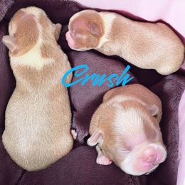 Lilac baby boy - Seal brindle and white male Boston Terrier puppy in Clarksville, Tennessee from Circle P's Boston Terriers