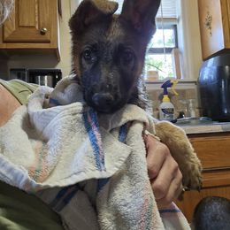 German Shepherd Puppies from Penley Shepherds