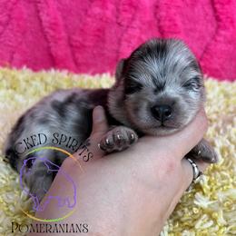 AKC PUGSLEY - Blue merle male Pomeranian puppy in Watkins Glen, New York from Wicked Spirits Pomeranians