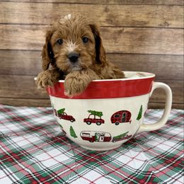 Luna - Red and white female Cockapoo puppy in Beresford, South Dakota from DAKOTA DOOD RANCH