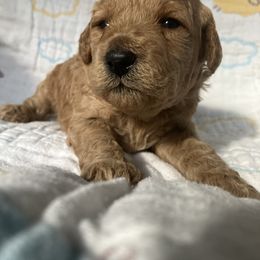Goldendoodle Puppies from Cassie Farms