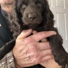 Boykin Spaniel Puppies from Bayhill Boykins