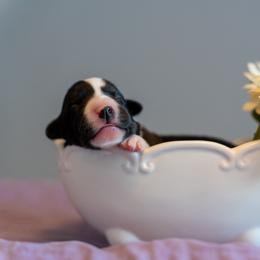 Border Collie, Papillon, Sporty Mix, and Whippet Puppies from Old Hemp Border Collies / Open Horizon Sport Dogs