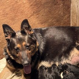Stormy - German Shepherd