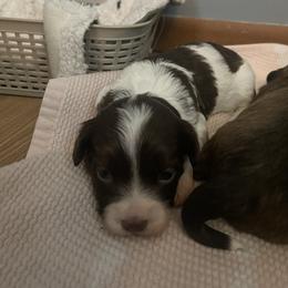 Havanese Puppies from Happiness in Havanese