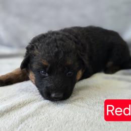 Red Collar - Black and red female German Shepherd puppy in Sumner, Iowa from Vom Wilke Kennels