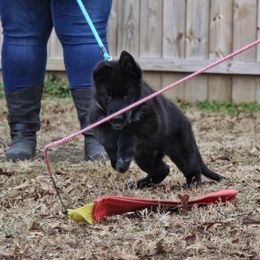 German Shepherd Puppies from Von Kühnheit German Shepherd Kennels