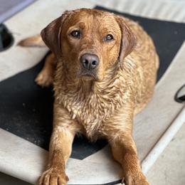 Nash - Labrador Retriever