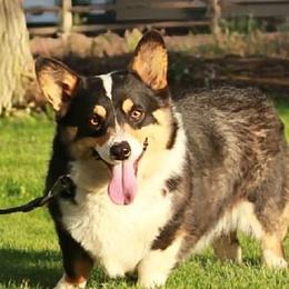 Cardigan Welsh Corgis and Pembroke Welsh Corgis from Bell S Ranch