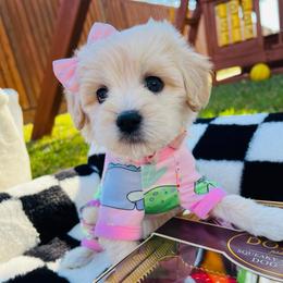 Suki - Cream female Maltipoo puppy in Sugar Land, Texas from Celebrity Maltipoos