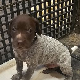 Boy 3 - Liver roan German Shorthaired Pointer puppy in Henderson, Texas from C4 Gun Dogs