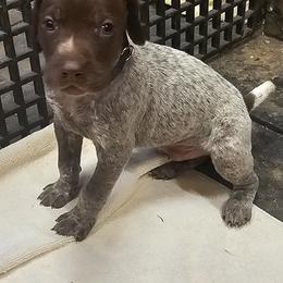 Boy 3 - Liver roan German Shorthaired Pointer puppy in Henderson, Texas from C4 Gun Dogs
