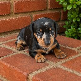 Bonnie - Dapple female Dachshund puppy in Arcadia, California from Cruz Industries - Dachshund Company & French Bulldog Company