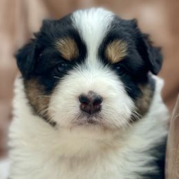 Waimea - Australian Shepherd puppy from Cranberry Hill Aussies