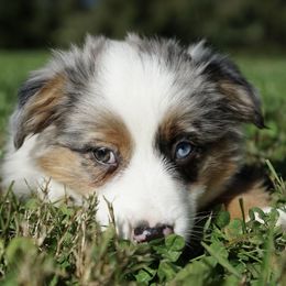 Girl 4 - female Miniature American Shepherd puppy in Holmesville, Ohio from Coffee Run Spring at Miller Farms