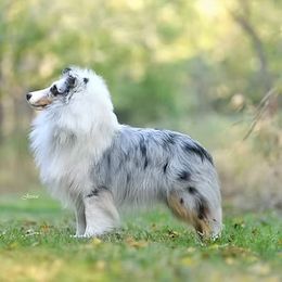 Neil - Shetland Sheepdog