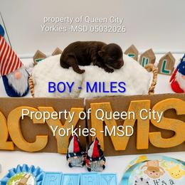 Miles ( Davis) - Chocolate and tan male Yorkshire Terrier puppy in Charlotte, North Carolina from Queen City Yorkies