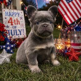 Joan - Blue female French Bulldog puppy in Lenora, Kansas from North Fork Frenchies