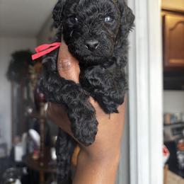 Cavapoo Puppies from J'Adore Doodles