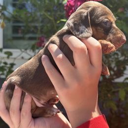 Puppy 4 - Chocolate and tan male Dachshund puppy in Riverside, California from Saddle Up Dachshunds