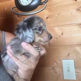Sour - Dapple male Dachshund puppy in Cheyenne, Wyoming from Great Basin Hounds
