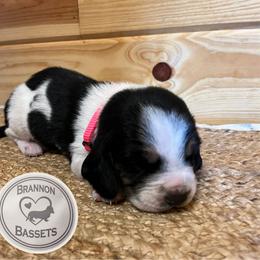 Pink collar - Black white and brown female Basset Hound puppy in Chipley, Florida from Brannon Bassets