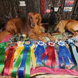 Golden Retriever Puppies from Aurora's Northern Goldens