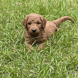 Goldendoodle Puppies from Peaceful Acres Doodles