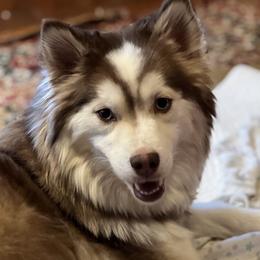 Strawberry Moon - Pomsky