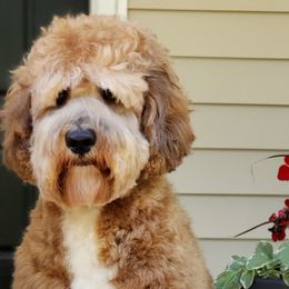 Porter - Australian Labradoodle