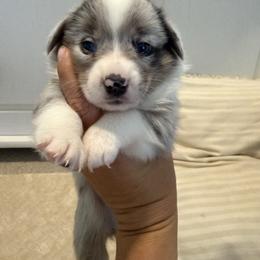 Jock - Blue merle and white male American Corgi puppy in Decatur, Texas from Bar S Corgis