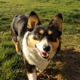 Tippy - Pembroke Welsh Corgi