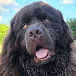 Newfoundlands from Crews' Newfoundlands