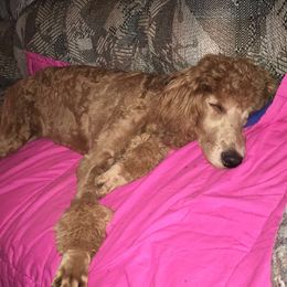 Goldendoodles from Echo Valley Poodles & Doodles