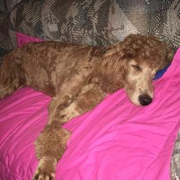 Goldendoodles from Echo Valley Poodles & Doodles