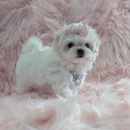 Maltese puppies from Bratpack Babydolls