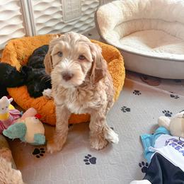 Goldendoodle Puppies from Lundee Doodles