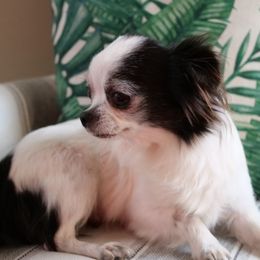 Pepper - Chihuahua