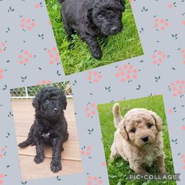 Labradoodle Puppies from Pleasant View Labradoodles