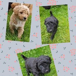 Labradoodle Puppies from Pleasant View Labradoodles