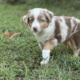 Lazer - Red merle male Miniature Australian Shepherd puppy in Natural Dam, Arkansas from Natural State Aussies