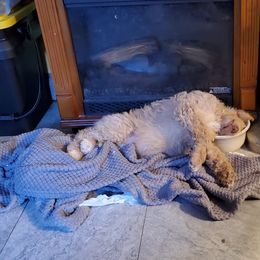 Poodle Puppies from Polly Wally Doodles and Poodles