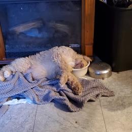 Poodle Puppies from Polly Wally Doodles and Poodles