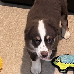 Boy 2 - Red Miniature Australian Shepherd puppy in Corydon, Indiana from Arbuckle’s Lookin Good Aussies (LGA)