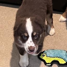 Boy 2 - Red Miniature Australian Shepherd puppy in Corydon, Indiana from Arbuckle’s Lookin Good Aussies (LGA)