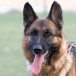 Luna - German Shepherd
